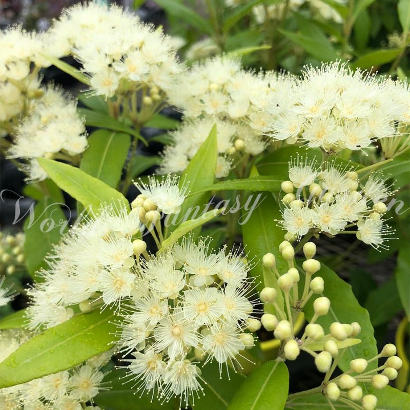 苗木 レモンマートル 1鉢 4号 花なし お届け中 Backhousia
