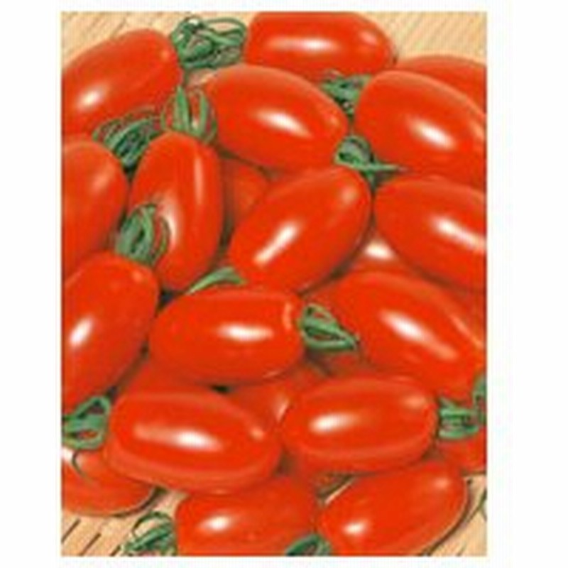 アイコ ミニトマト種子 Primax1000粒 トマト種 サカタのタネ 野菜の種 通販 Lineポイント最大0 5 Get Lineショッピング