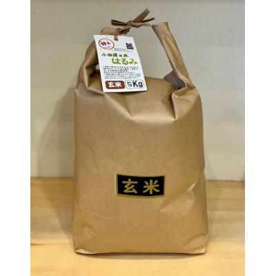 ふるさと納税 小田原市 新米 令和5年産 小田原の米「はるみ」玄米 10kg(5kg×2袋)