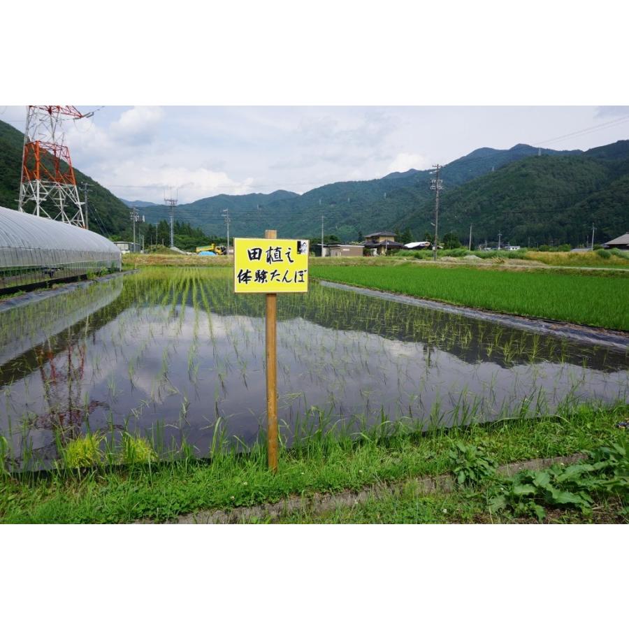 米　令和5年度産　岐阜県産　龍の瞳(いのちの壱) 5kg