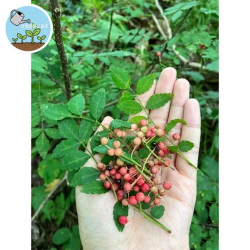 日本山椒種子 山花椒種子 サンショウ 鰻魚飯香料 正宗日式品種 獨特香氣 家庭盆栽 廚房香料植物 陽台菜園 居家種植