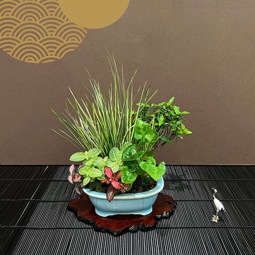 日本黃金縮緬葛∣斑葉菖蒲合植 新春山野草