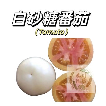 嘉義現貨（白砂糖番茄種子FQ-7）白大果超甜果汁多高產坑病四季播種盆栽果菜蔬菜種子#tomato