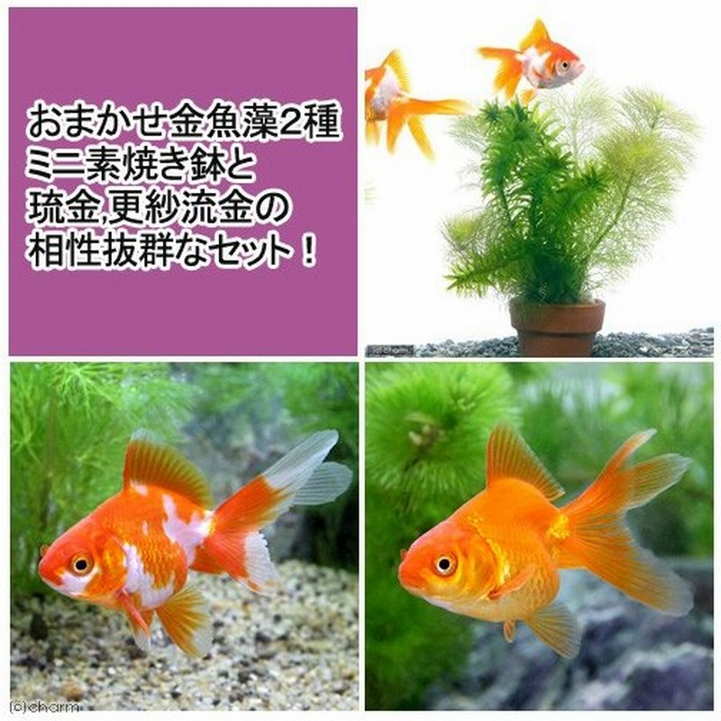 国産金魚 水草 おまかせメダカ 金魚藻ミニ鉢 １鉢 淡水魚 琉金セット 更紗琉金 琉金 各１匹 通販 Lineポイント最大0 5 Get Lineショッピング