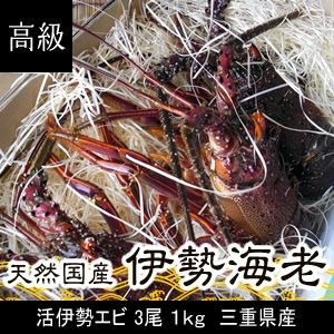 活伊勢海老　3尾　１ｋｇ　三重県産　高級[活伊勢海老]