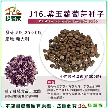 【綠藝家】J16.紫玉蘿蔔芽種子4.5克(約300顆)