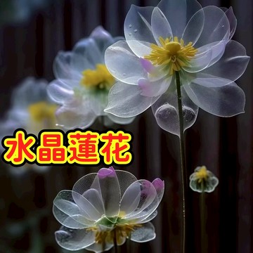 🌸（新品水晶蓮花種子）已開口新品碗蓮種子宿舍陽台庭院防輻射進化空氣辦公室室內室外觀賞性睡蓮蓮花種子