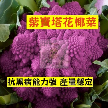 🌱早熟高產 紫寶塔花椰菜種子HYC-4  抗黑病能力強 產量穩定 菜花 易生長  高產 抗病抗旱易種植 高產蔬菜種子