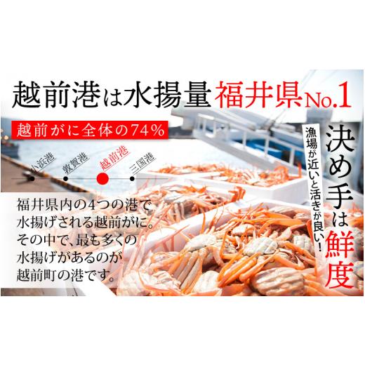 ふるさと納税 福井県 越前町 越前がに本場の越前町からお届け！越前がに極 浜茹で × 1杯（生で約1.5kg）極タグ付き！正真正銘の越前がに極！…