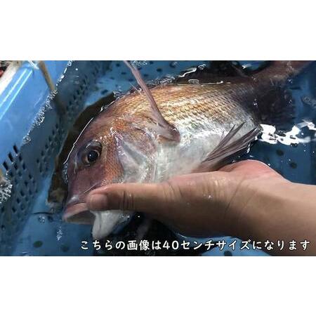 ふるさと納税 天然真鯛の塩焼き 3尾 〜お祝い・お食い初め等におすすめ〜 広島県尾道市