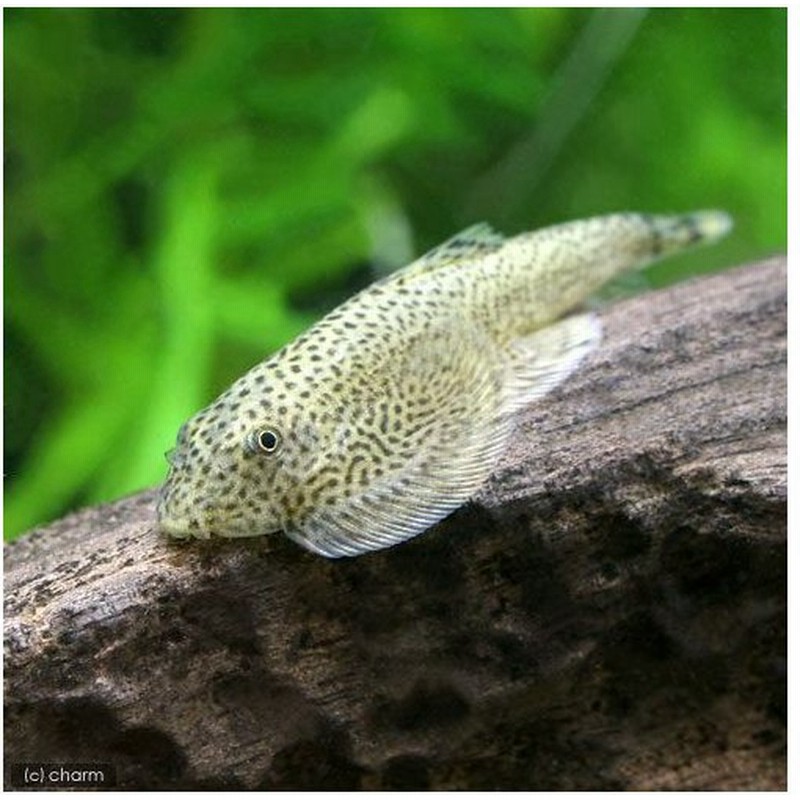 素敵でユニークな 熱帯魚 プラチナ ロイヤルプレコ ｓサイズ ワイルド １匹 北海道 九州 沖縄航空便要保温 ペット 花 ガーデニング Diy