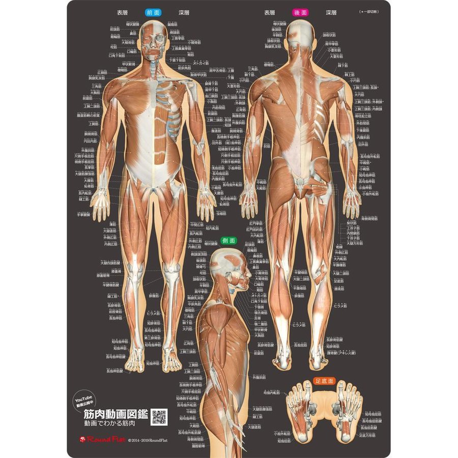 筋肉まるわかりシート改訂版 筋名ふりがな付き