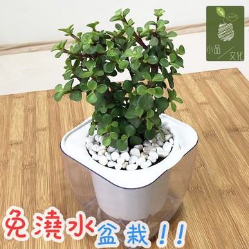 現貨 小品文化 銀杏木4吋透明懶人盆栽加水更方便觀葉植物自動吸水水培創意花盆居家辦公盆花種子 蝦皮商城 Line購物