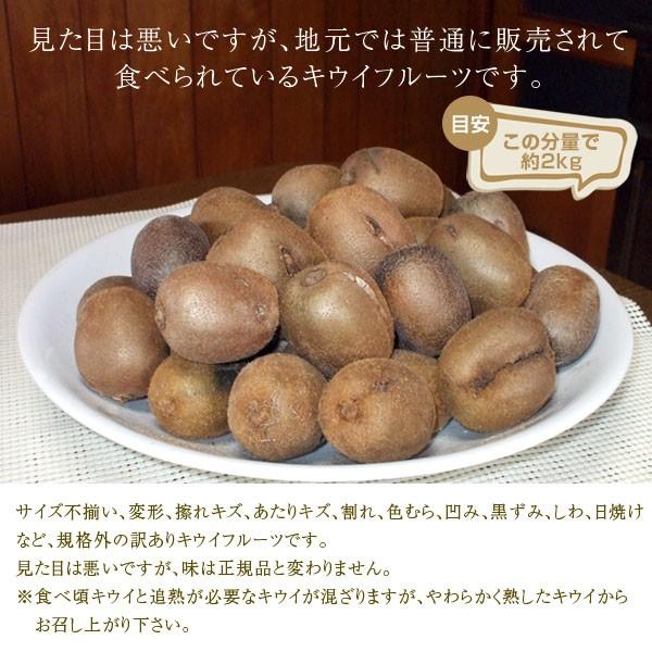 産地直送！和歌山産 訳あり キウイフルーツ サイズ混合 2.5kg ［送料無料］※食べ頃です。お早めにお召し上がり下さい。