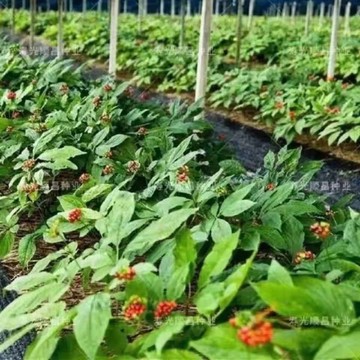 人參種子 （100粒）丹參 黨參 人參種子 超低價格 名貴中藥材 野山參人參種子可留種 有機種子 99%成活率