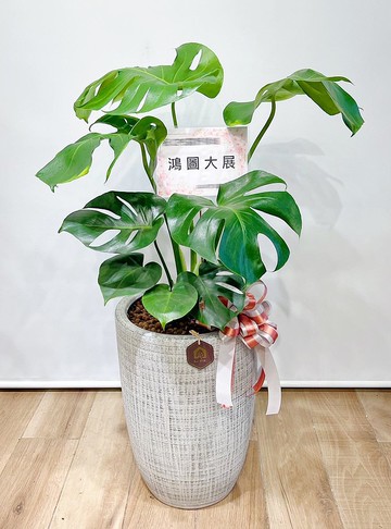 人氣龜背芋落地植栽|  居家、開幕送禮盆栽【新竹地區限定免運】