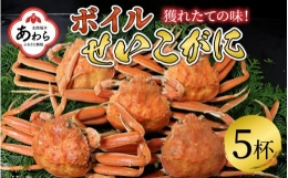 ボイルせいこがに 5杯 《2023年11月6日解禁！獲れたての味！》 ／ 期間限定 茹で ボイル 冷蔵 蟹 カニ 福井県 あわら市 海鮮 冬 旬