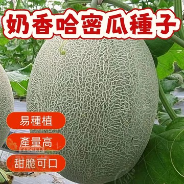 🔥熱銷 奶香哈密瓜種子（甜瓜種子） 含糖量高 果肉鮮綠 奶香味、綿軟口感 四季播種高產好養水果種子