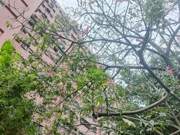 ＃專任~無敵景觀公園第一樓正四房 3769｜高雄市楠梓區德民路