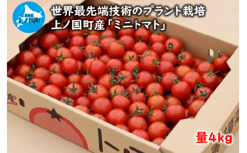 北海道上ノ国町産 寅福菜園のミニトマト（4㎏）