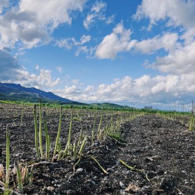 ふるさと納税 富良野市 2024年5月より順次発送　富良野産　露地栽培　グリーンアスパラガス(2Lサイズ) 1kg