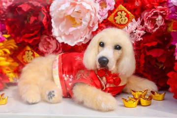 節日/主題禮盒.復刻寵物.客製化羊毛氈全身像