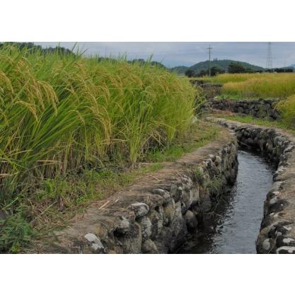 ふるさと納税 玄米農林48号 5kg x 1袋 山梨県北杜市