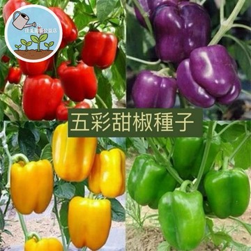 七彩甜椒種子 燈籠椒 菜椒 彩椒 牛角椒 家庭園藝 陽台盆栽 自種蔬菜 非基改 育苗栽培 食用觀賞兩用 新手易種