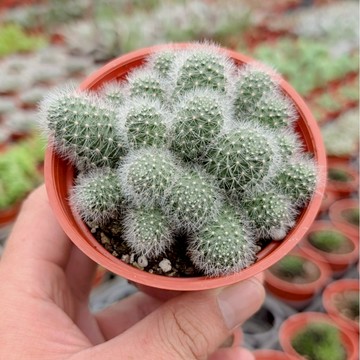 ［狂買園藝］ 多肉植物 白寶丸(小仙人球) 3寸 仙人掌 /送禮小物/婚禮小物/