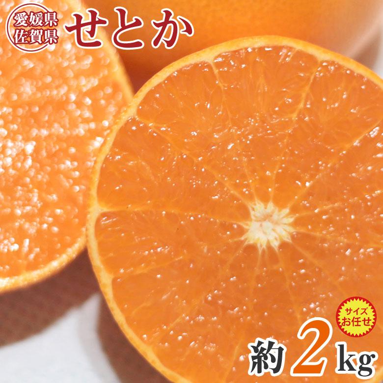 送料無料 愛媛県産 せとか 愛媛みかん 愛媛県せとか 大きさお任せ 大きさ 混合 約 2kg 箱買い ご家庭用 みかん 紅マドンナ 果物 くだもの フルーツ 訳あり