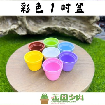 《花田多肉》🌵【彩色1吋盆】 多肉植物/仙人掌/塑膠盆/盆器/迷你盆
