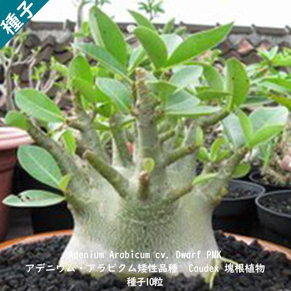 多肉植物 塊根植物 種子 種 キョウチクトウ科 矮性品種 Adenium Arabicum Dwarf PMK アデニウム アラビクム ドワーフ  PMK 種子10粒 | LINEブランドカタログ