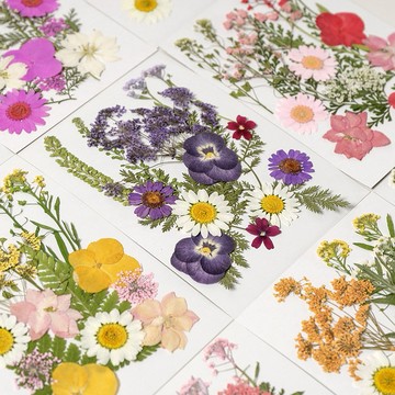 【16片系列】 中花包組合 真花壓花 永生花 森林系 少女寫真 壁畫 DIY水晶滴膠 乾燥花 植物標本