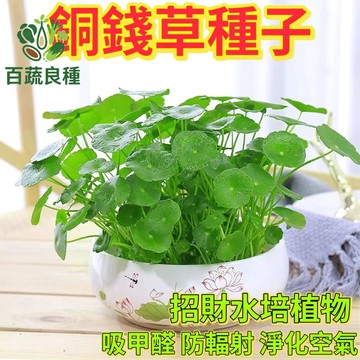 銅錢草種子 招財草種子 香菇草種子 水盆植物 室內水生盆栽 好養水草 圓葉植物 陽台綠化 桌面療癒盆栽 幸運植物種子