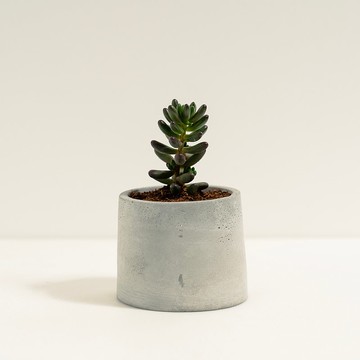 虹之玉│泥作系列│福所栽