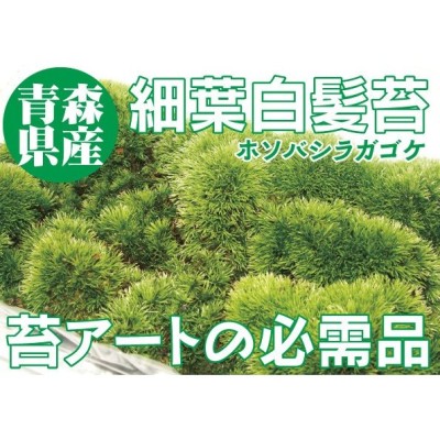 苔玉 苔盆栽 苔アート等に【青森県産 山苔 細葉白髪苔（ホソバ