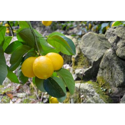 ふるさと納税 湯浅町 [和歌山県産](5kg)完熟レモン!皮までご使用いただける栽培期間中低農薬!