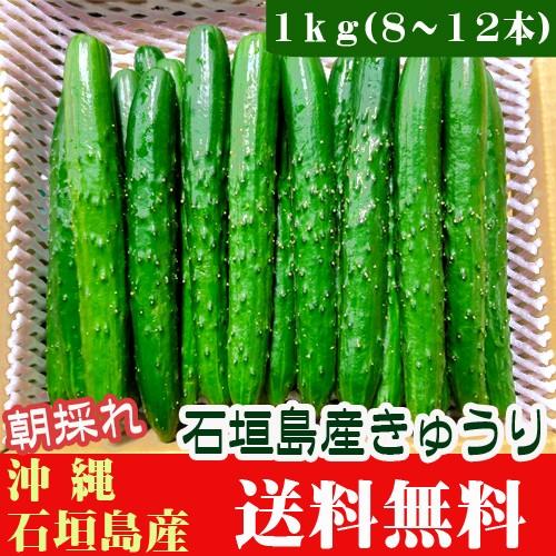 朝採れ！きゅうり１ｋｇ(８〜12本) 石垣島産　送料無料