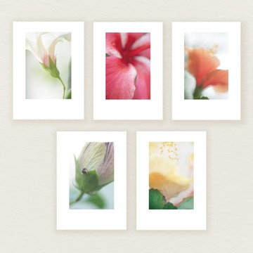 【大紅花開】明信片