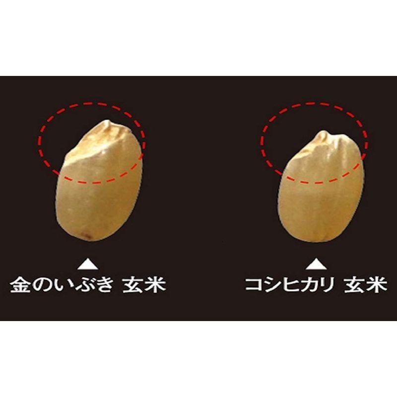 契約栽培 金のいぶき パック ごはん 120g×12個