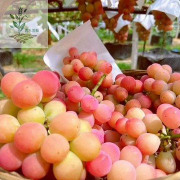 青禾園藝（心願葡萄種子）PT-27 爬藤紅葡萄~香氣濃郁~糖分高~耐熱南北部種植庭院水果種子#Grape