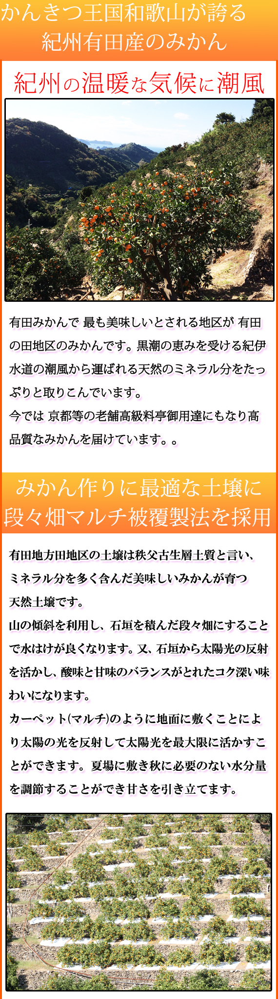 高級ブランド田村みかん　１０kg　大玉サイズ ※2023年11月下旬～2024年1月下旬頃に順次発送予定