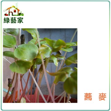 【綠藝家】J06蕎麥種子30克