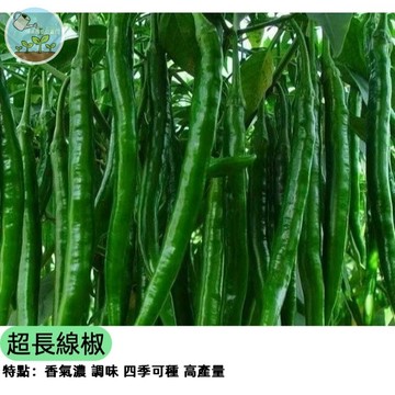 🌶️【瘋狂結果 超長條】霸王級超長線椒種子 比手指長 辣炒料理必備 產量高易種 陽台盆栽 地植皆可 家庭辛香料
