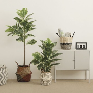 北歐白邊橡樹仿真植物盆景家居清新裝飾大型落地室內擺設盆栽綠植
