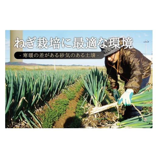 ふるさと納税 宮城県 角田市 カマシチねぎ屋 旬の甘ねぎ 5kg（約27本〜42本）