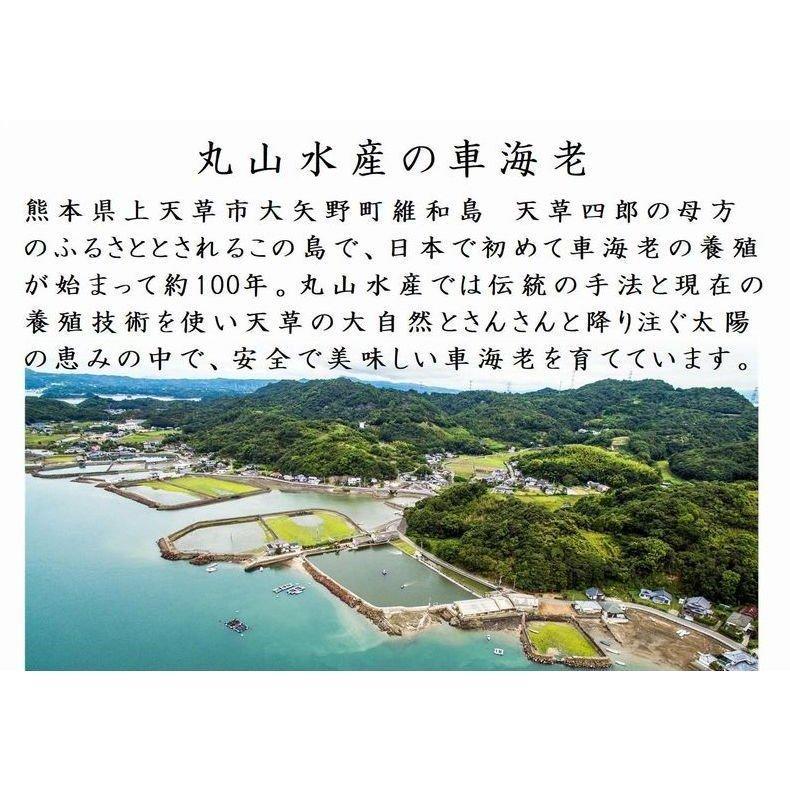 熊本天草産 車海老 お刺身用 養殖 500g(12~14尾前後） 丸山水産 お歳暮 贈答品 ギフト