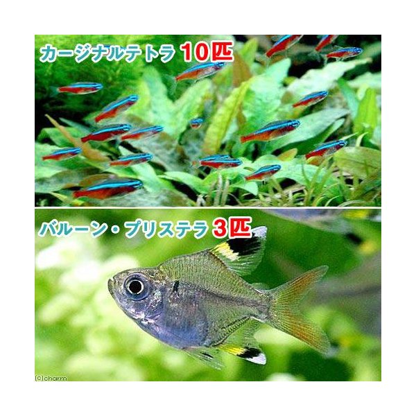 熱帯魚 カージナルテトラ ワイルド １０匹 バルーン プリステラ ３匹 北海道 九州航空便要保温 通販 Lineポイント最大0 5 Get Lineショッピング