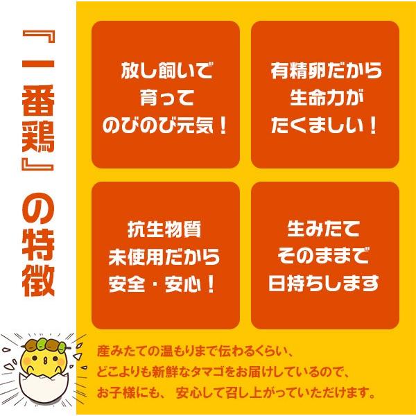 鶏卵 放し飼い自然卵 一番鶏 25個詰 （20個＋破損保障分5個） 安心卵   冷蔵 限定配送