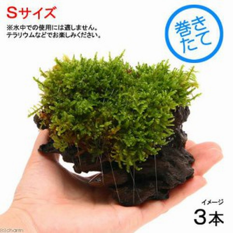 観葉植物 苔 テラ向け ハイゴケ付流木 ｓサイズ 約１５ｃｍ ３本 通販 Lineポイント最大1 0 Get Lineショッピング